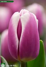 Image result for Tulipa Librije