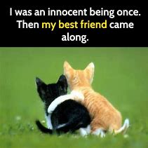 Image result for Cute Animal Friends Meme