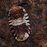 Image result for Spiky Isopods
