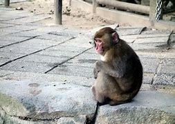 Image result for How to Trick a Monkey Imag