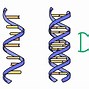 Image result for DNA and RNA Strands