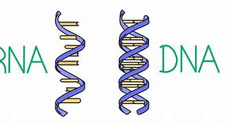 Image result for DNA vs RNA
