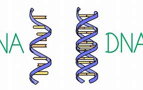 Image result for What Is DNA vs RNA