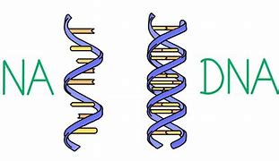 Image result for DNA or RNA or Both