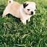 Image result for AKC Pug Colors