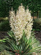 Image result for Yucca gloriosa Variegata
