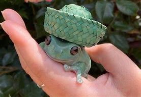 Image result for Cute Pics of Frogs in Hats