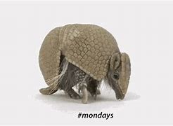 Image result for Funny Armadillo Cartoons