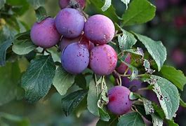 Image result for Prunus domestica Kirkes Plum