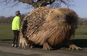 Image result for Biggest Hedgehog in the World