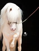 Image result for Barb Horse