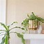 Image result for Swedish Ivy House Plant