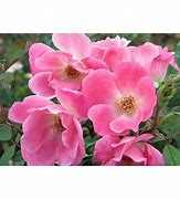 Image result for Lowe's Knockout Roses on Sale