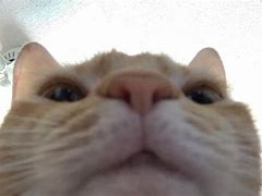 Image result for Cat Looking at Phone