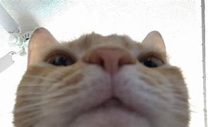 Image result for Cat Looking Up Meme