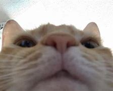 Image result for Cat Staring into Phone Meme