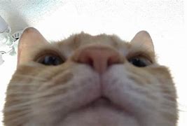 Image result for Staring into Camera Meme