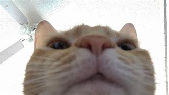 Image result for Animal Looking Down at Phone Meme
