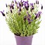 Image result for Lavender in Pots