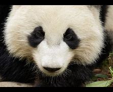 Image result for Smiling Panda Bear