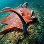 Image result for Giant Pacific Octopus Beak