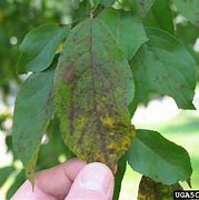 Image result for Apple Tree Leaf Diseases