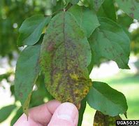 Image result for Gala Apple Tree Diseases