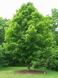 Image result for Acer Saccharum Tree