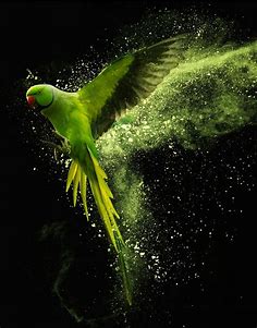 Green parrot - UNIQ-Art