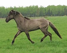 Image result for Sorraia Mustang