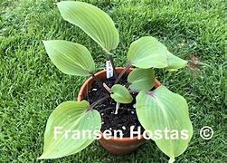 Image result for Hosta Best of Twenty