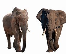 Image result for Large Elephant