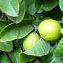 Image result for guayaba