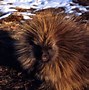 Image result for Male Porcupine