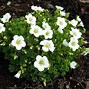 Image result for Saxifraga Link Foster