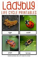 Image result for Ladybug Insect Life Cycle