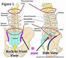 Image result for Lumbar Spine Anatomy Chart
