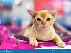 Image result for Red Burmese Cat