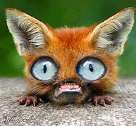 Image result for Cutest Weird Animals