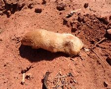 Image result for Australian Mole
