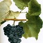 Image result for Grape Varieties