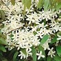 Image result for Clematis armandii