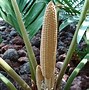 Image result for Zamia Furfuracea