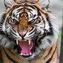 Image result for Awesome Tiger
