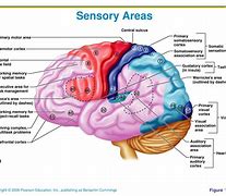 Image result for Sensory Association Area