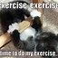 Image result for Cat Exercise Meme