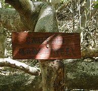 Image result for Manchineel Tree Sap