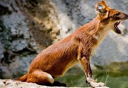 Image result for Dhole