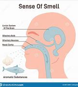 Image result for Inbetweening of Smell