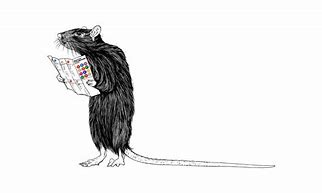 Image result for NYC Rats Run the City Meme